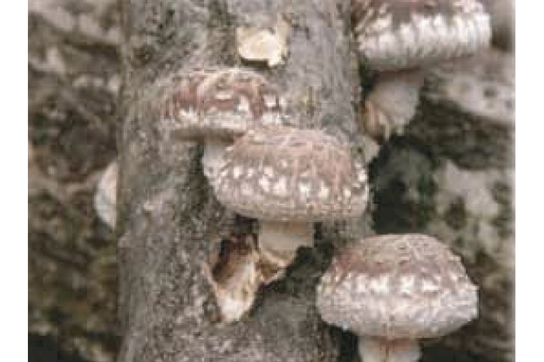 shiitake03