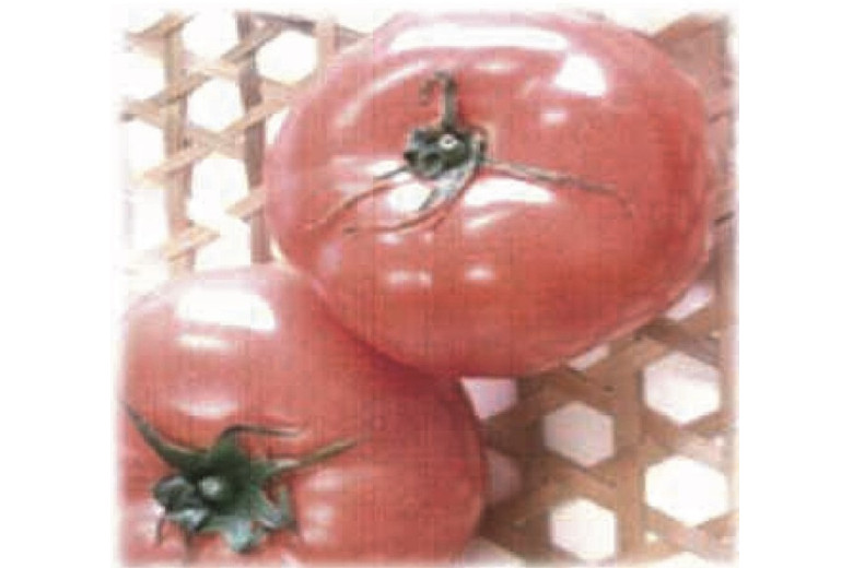 tomato02